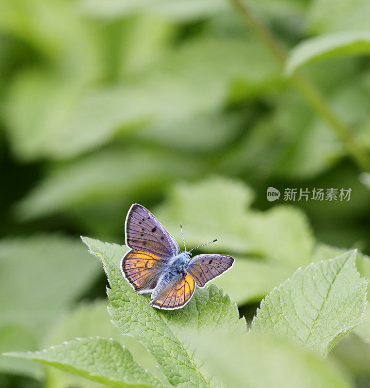 紫斑铜蝶(Lycaena alciphron)雄性